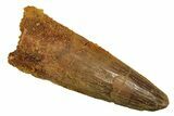 Fossil Spinosaurus Tooth - Real Dinosaur Tooth #298076-1